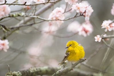 树枝上黄鸟的选择性聚焦摄影